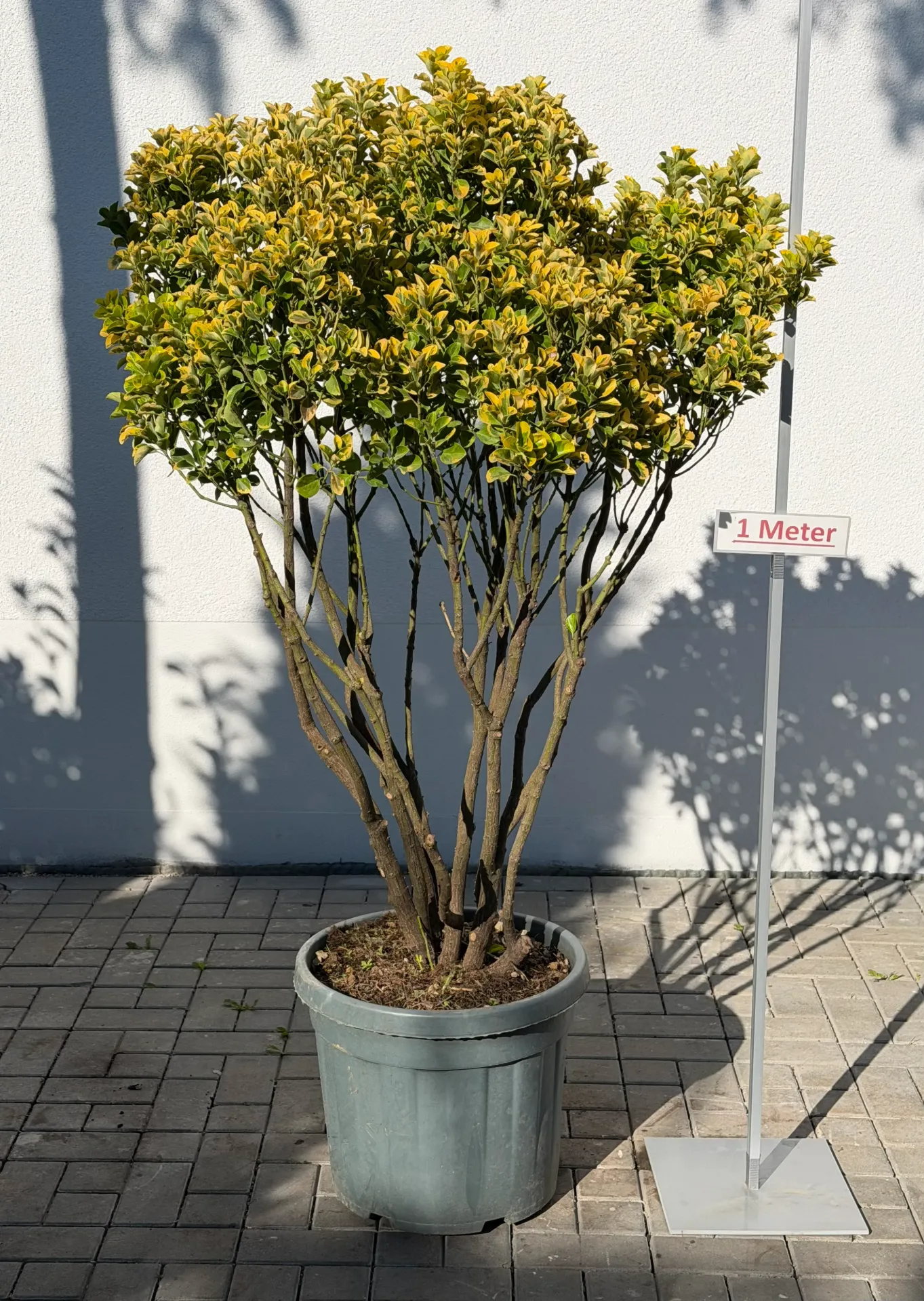Japanischer Spindelstrauch, gelb, hochgeastet