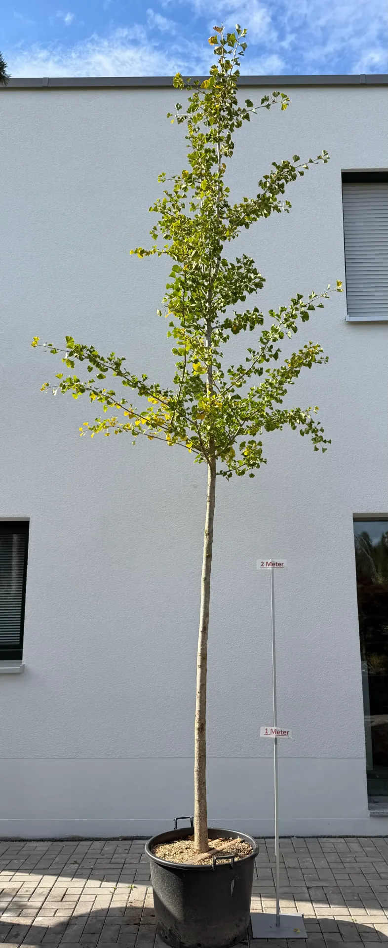  Ginkgo, Hochstamm
