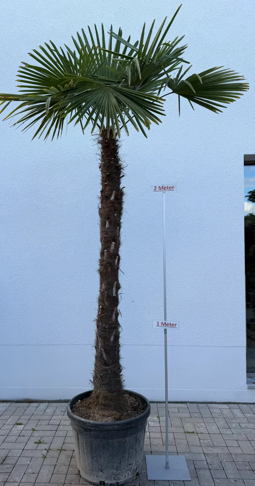 [000016] Hanfpalme, Größe 8 bis 200cm