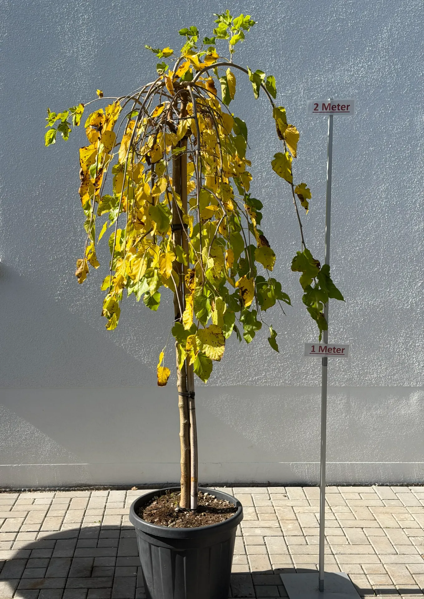 Maulbeerbaum