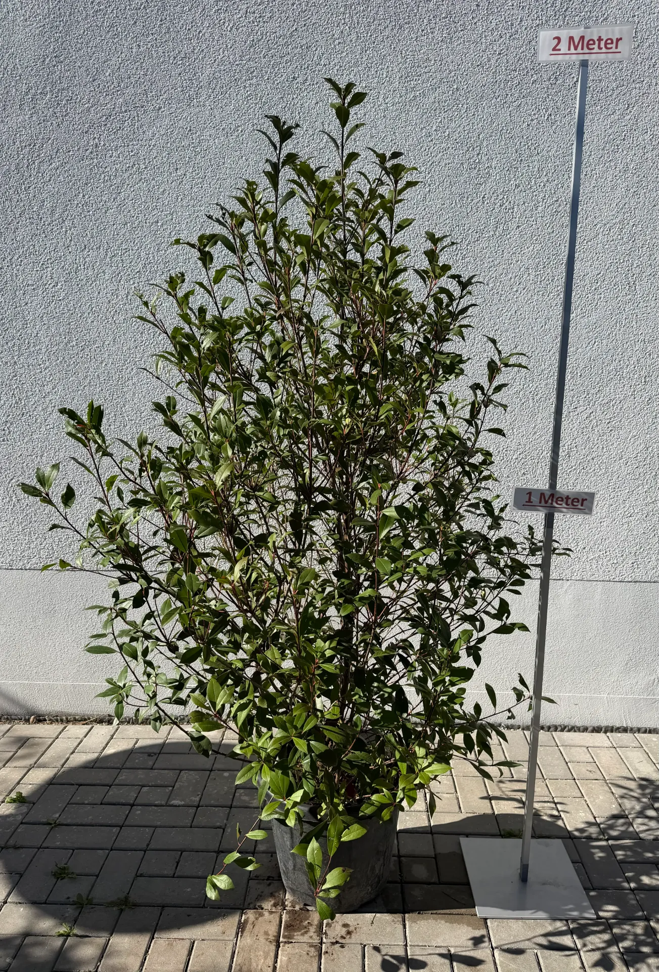 Glanzmispel, ´R.C.´, Strauch, L
