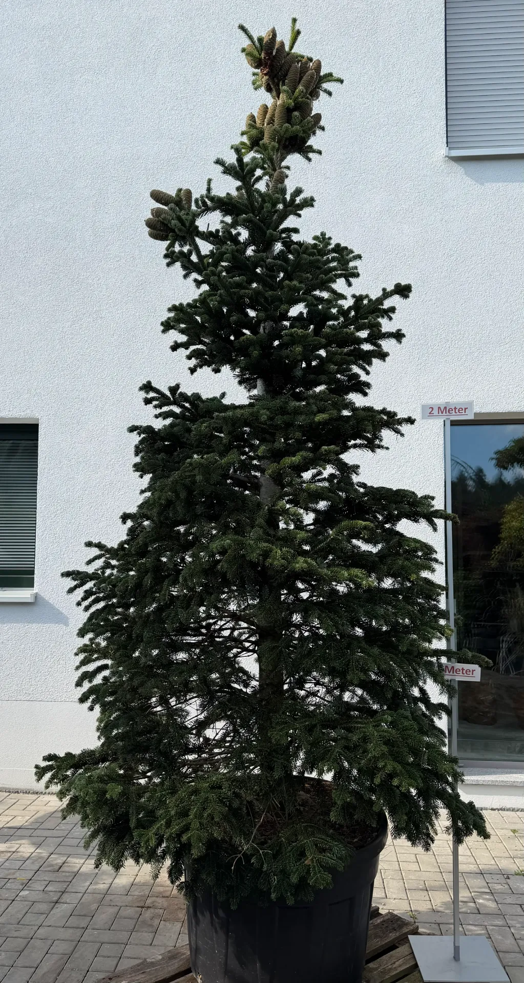 Nordmann Tanne