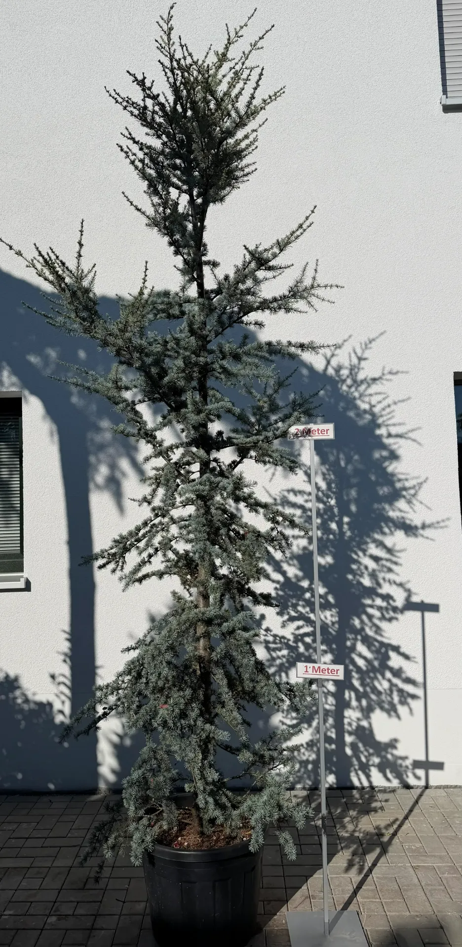 Atlas Zeder