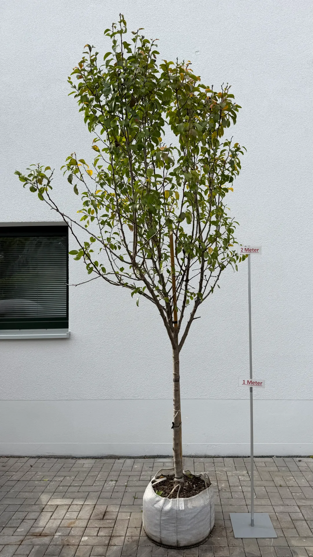 [000090] Birnbaum ´Abate Fetel´, Halbstamm