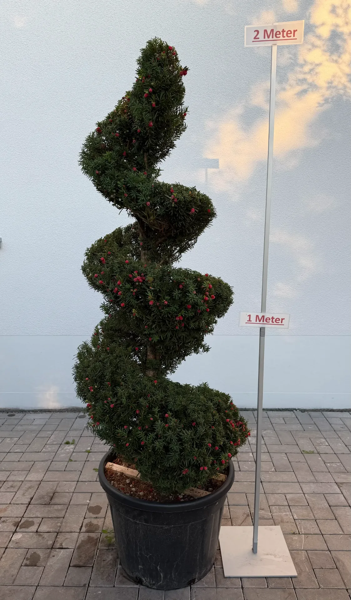 Eibe, Spirale