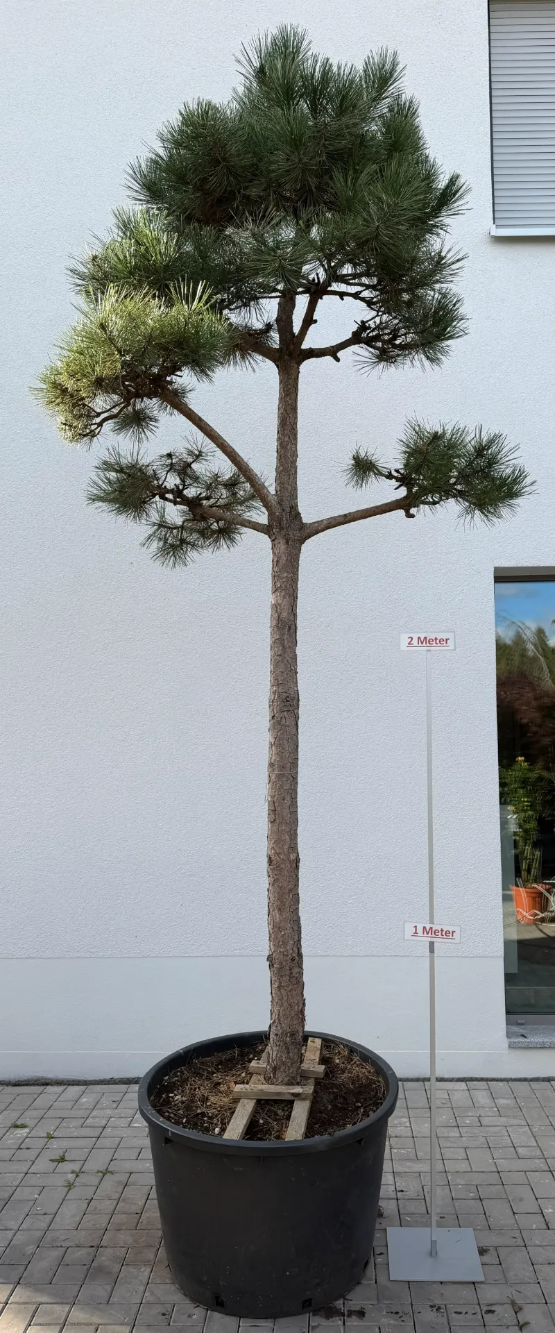 Kiefer, Bonsaischnitt, L