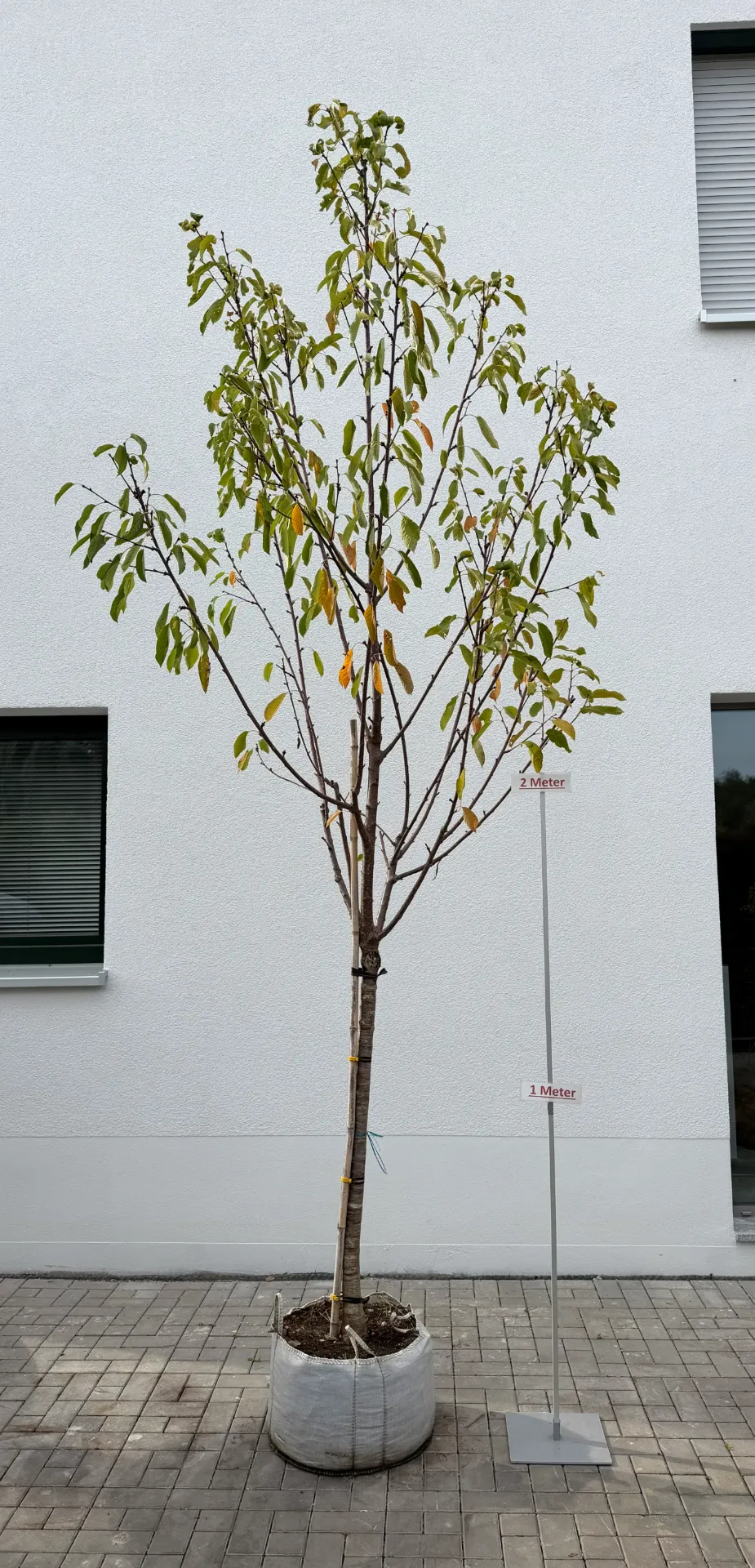 [000094] Kirschbaum ´Regina´, Halbstamm