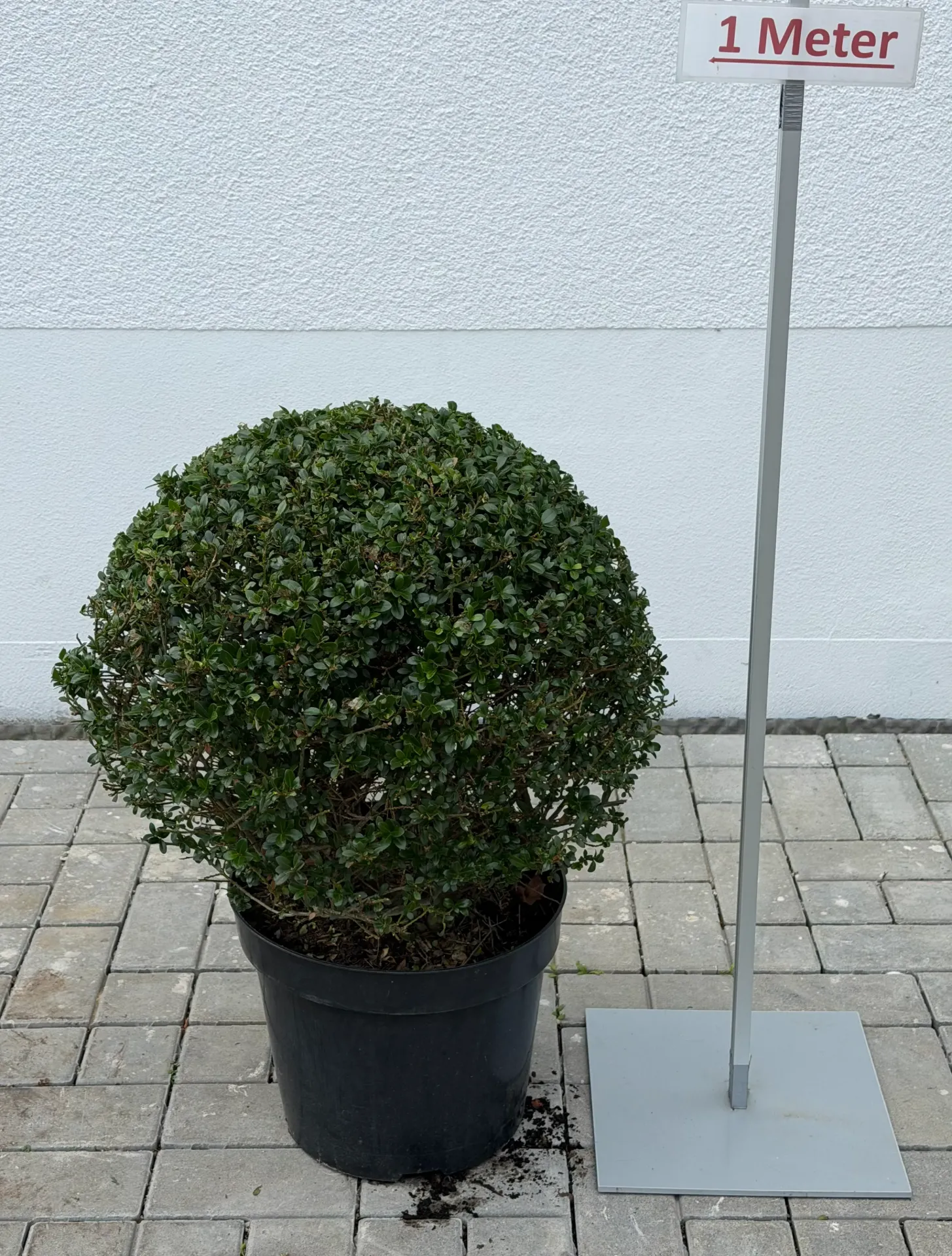[000099] Japanische Stechpalme, Kugel 40cm