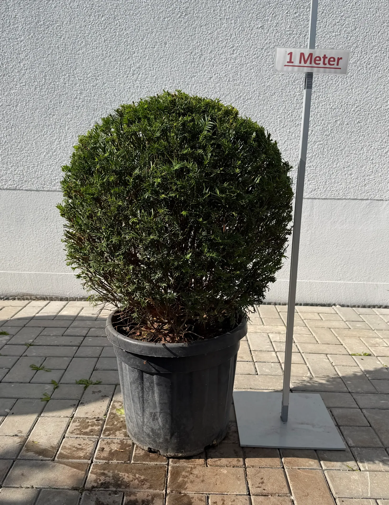Eibe, Kugel 60cm