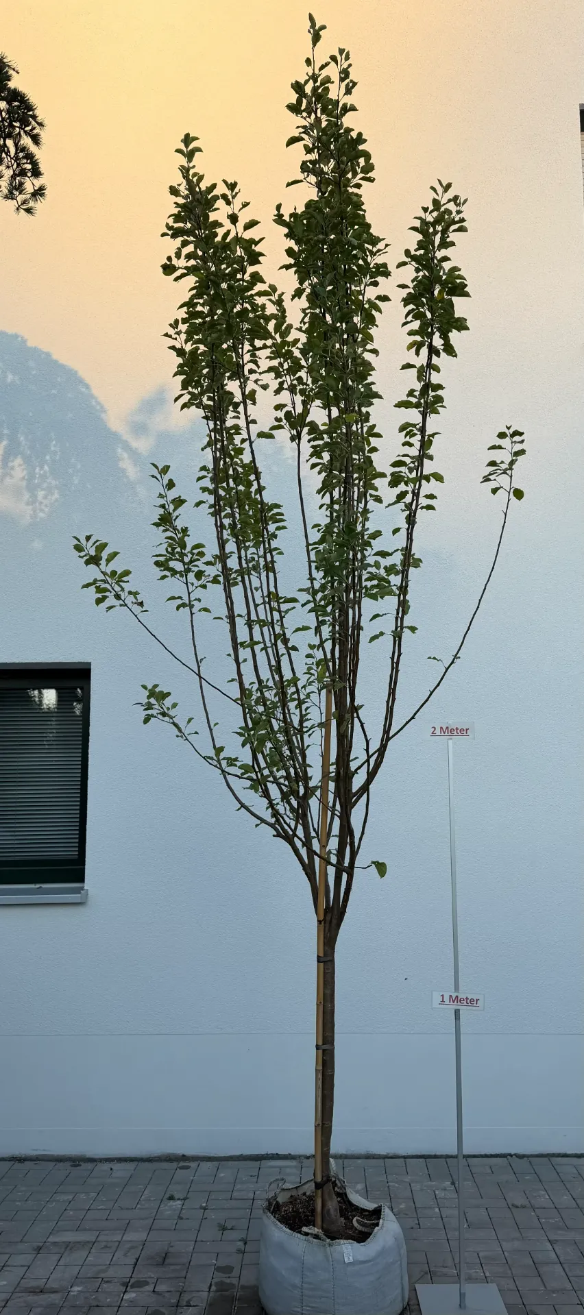 [000106] Apfelbaum ´Annurca´, Halbstamm
