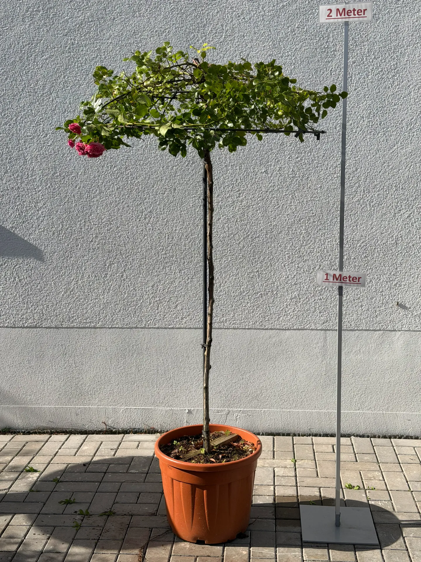 [000117] Rose ´Des Quatre Season´, Schirm, rosa