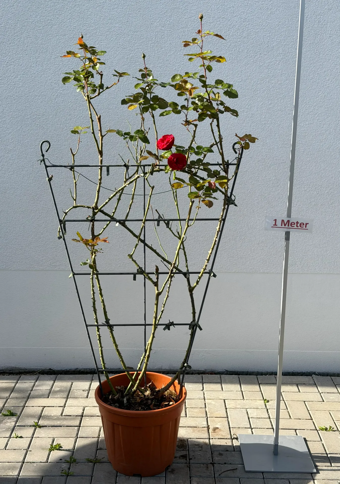 [000124] Rose ´Nostalgie´, Spalier, rot