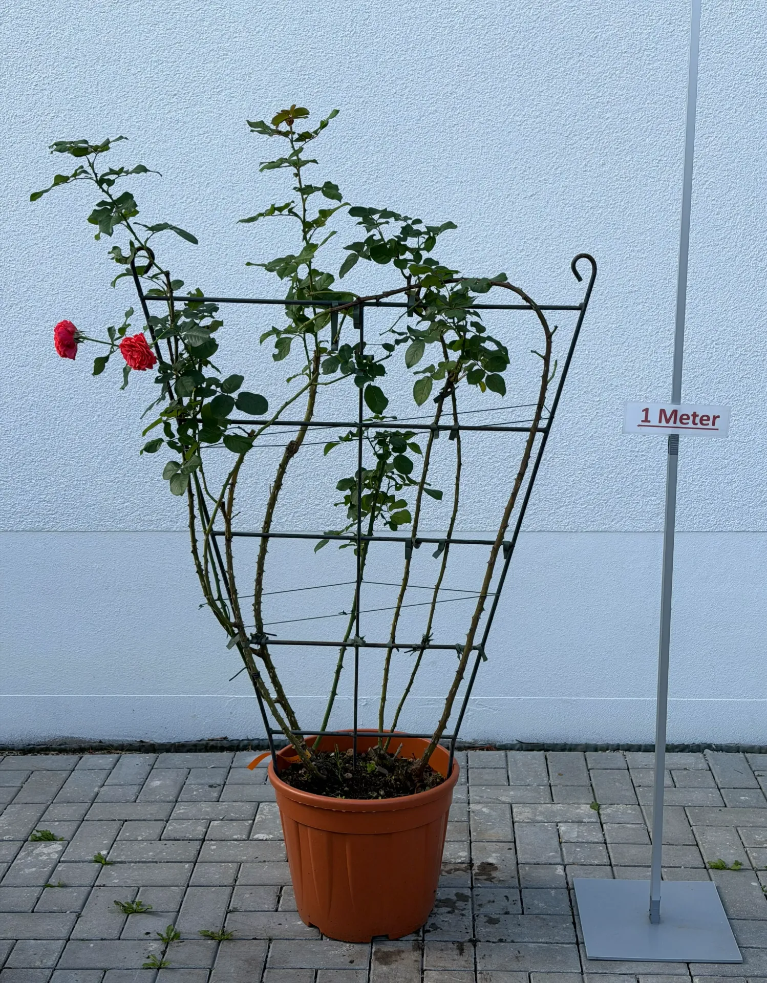 [000125] Rose ´Lady of Belgrad´, Spalier, orange-rot