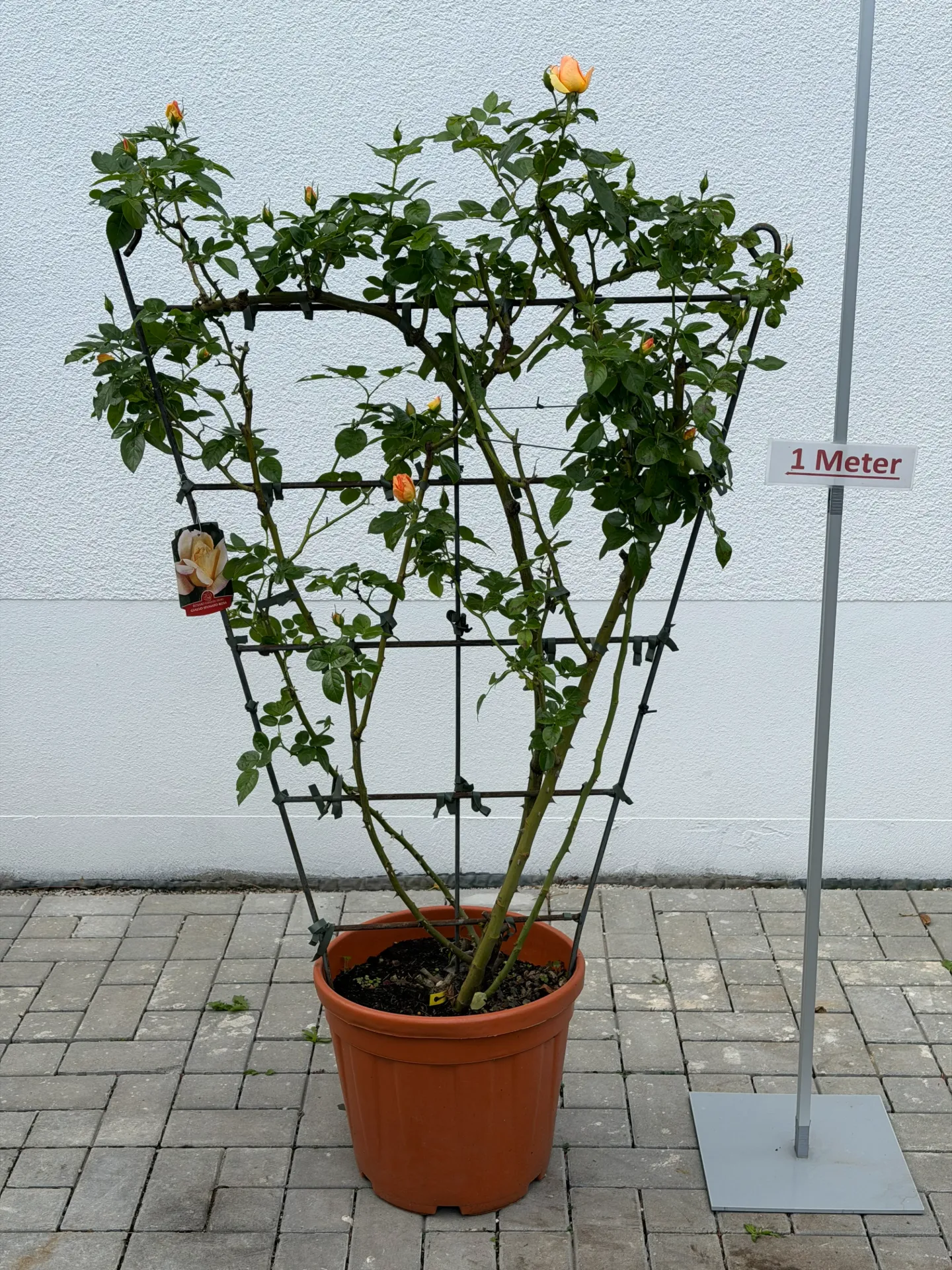 [000127] Rose ´Hansestad Rostock´, Spalier, orange