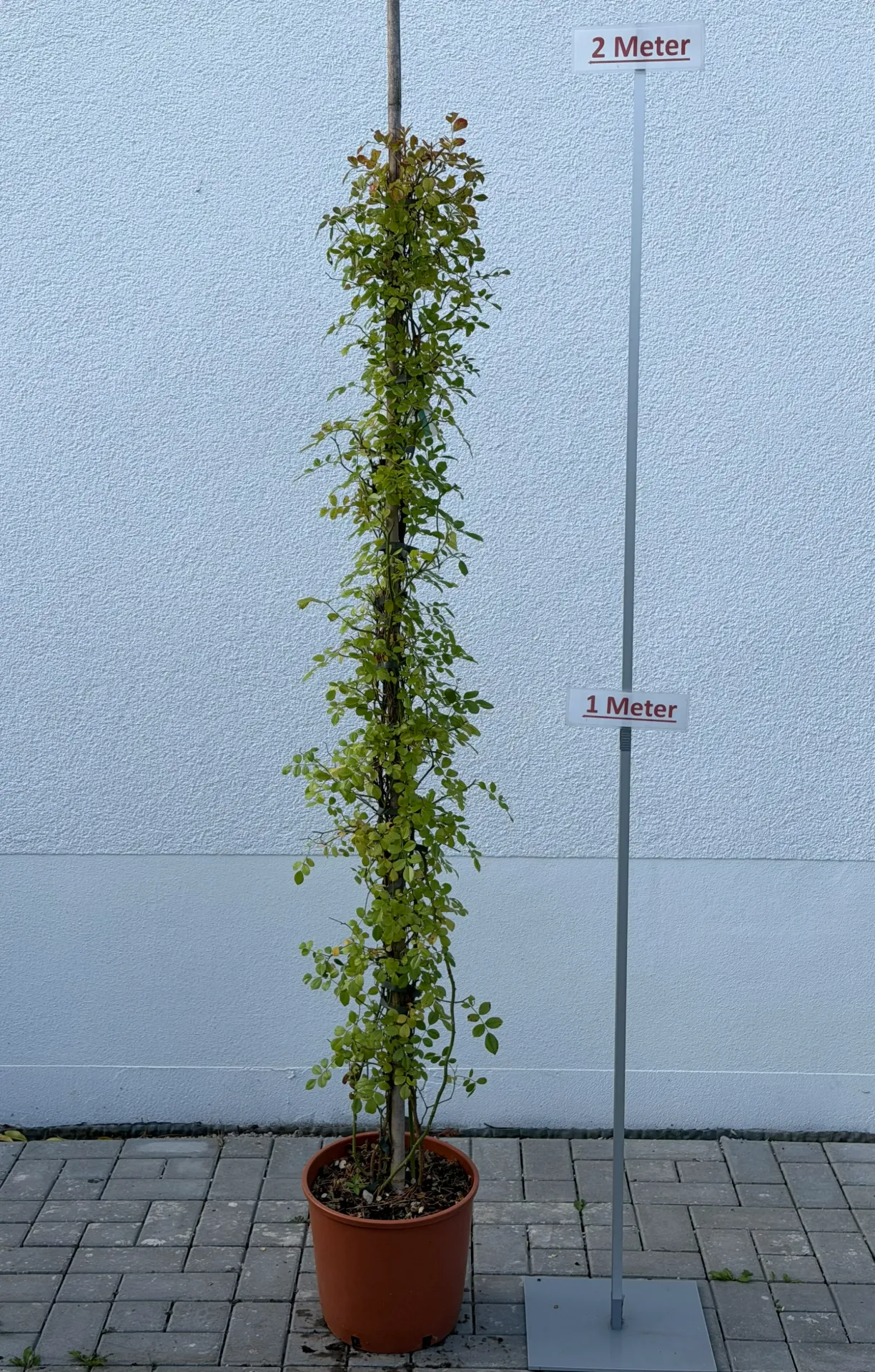 [000130] Rose ´Super Excelsa´, Säule, rot
