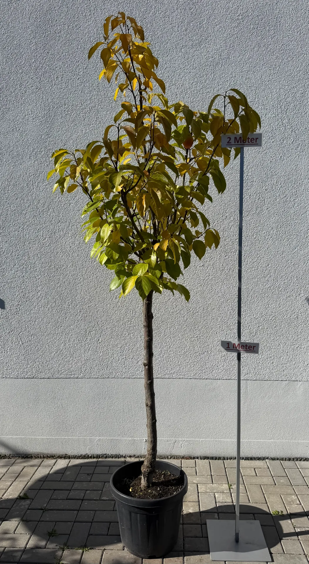 [000141] Kakibaum, Halbstamm