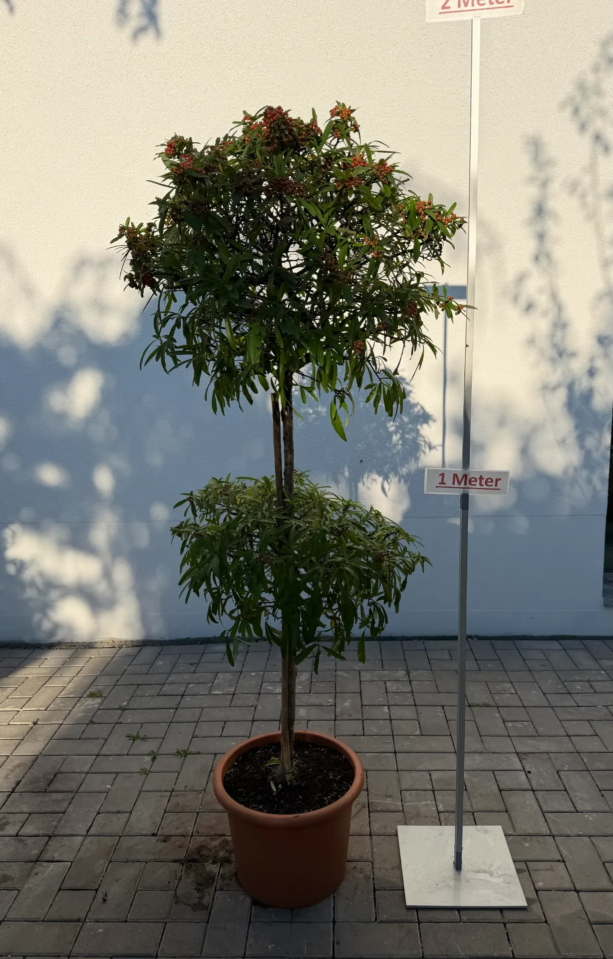 [000142] Feuerdorn, Bonsaischnitt