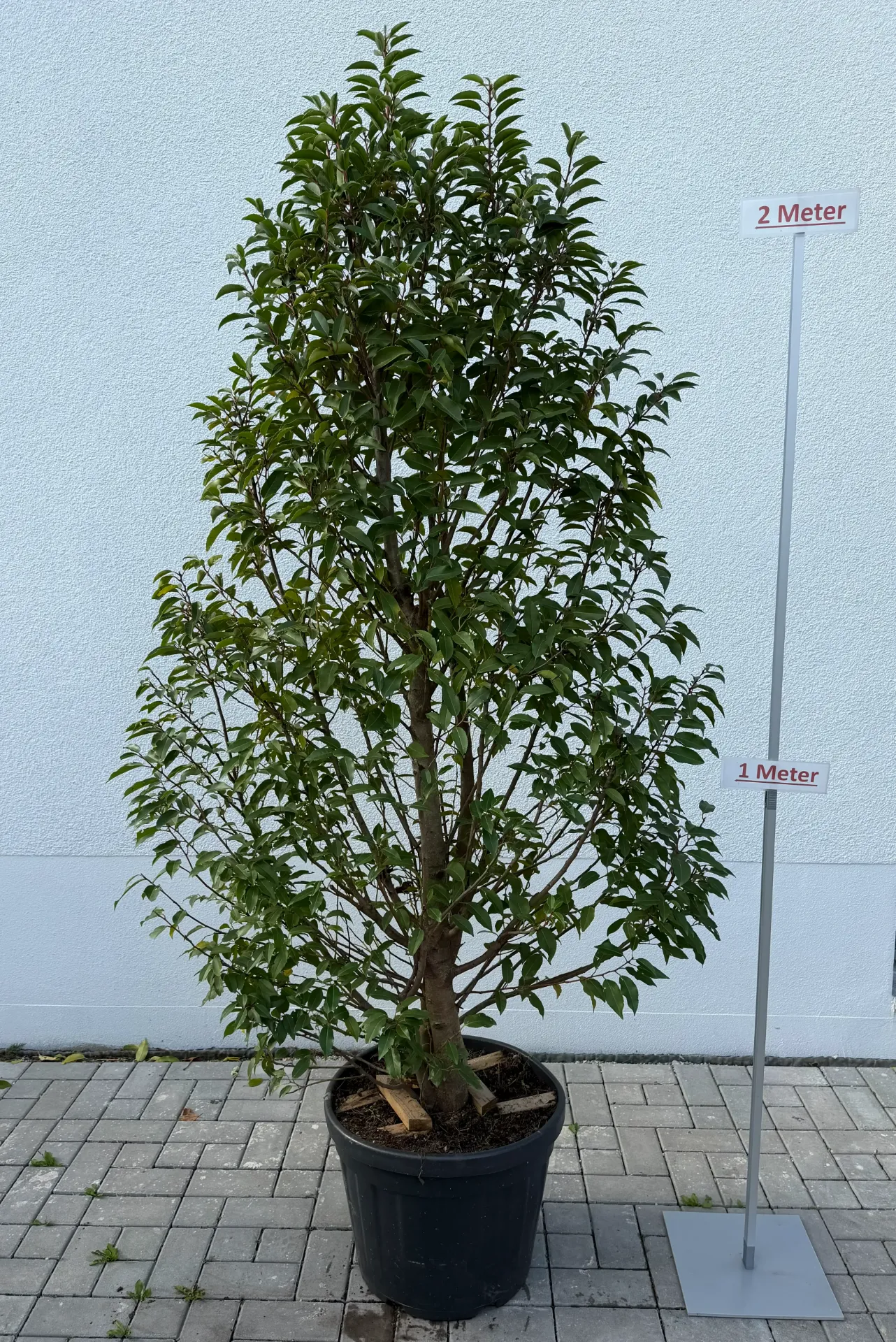 Portugisischer Lorbeer, flach
