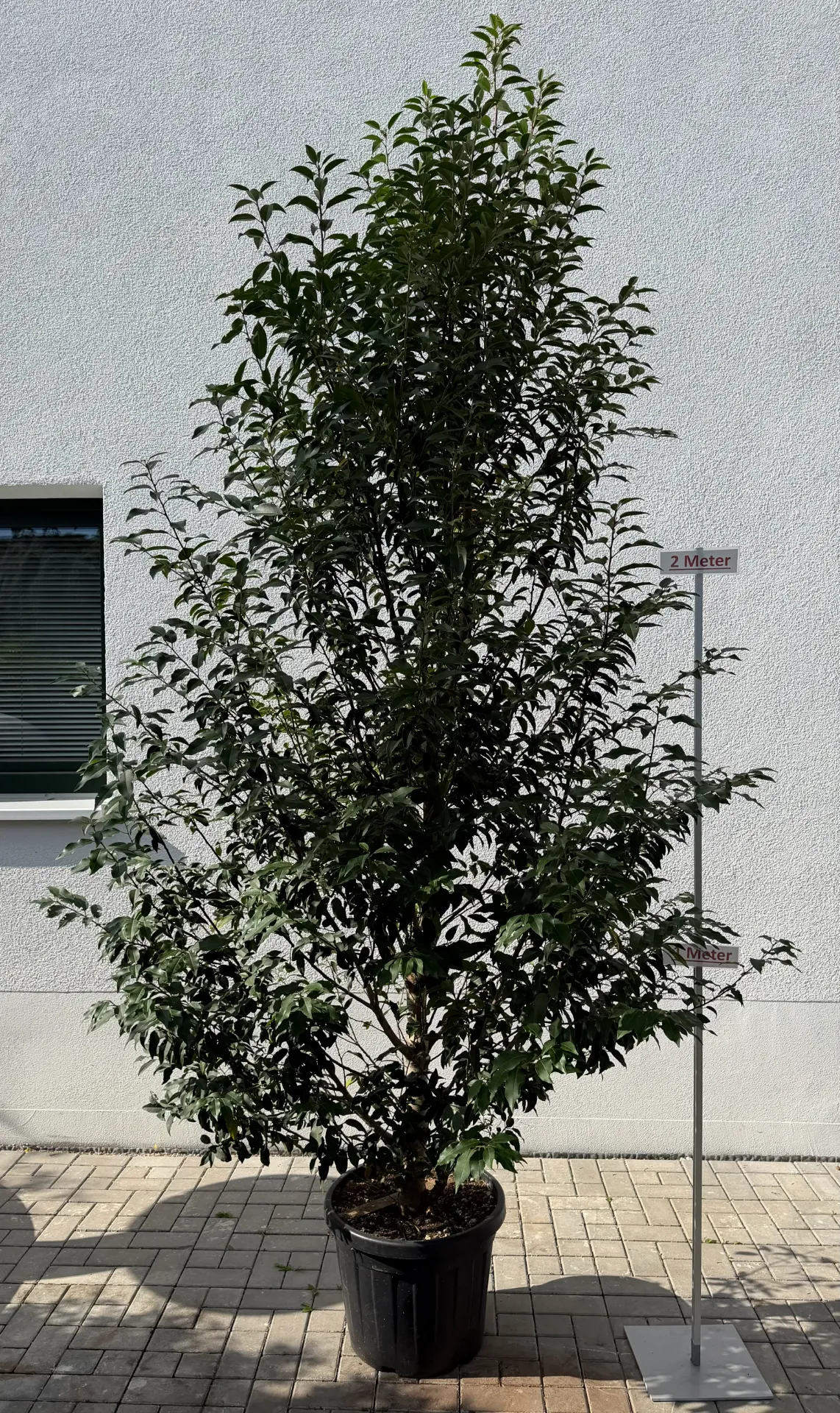 [000146] Portugisischer Lorbeer, L