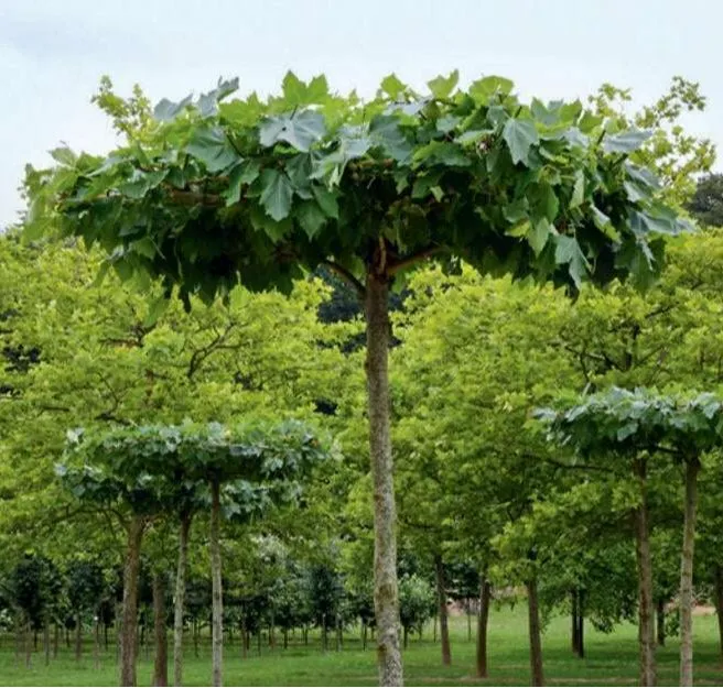 Platane, Schirmform