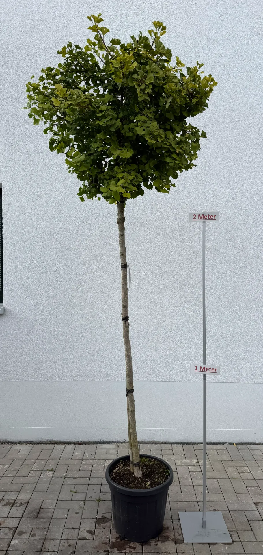 [000158] Ginkgo, Kugel, Hochstamm