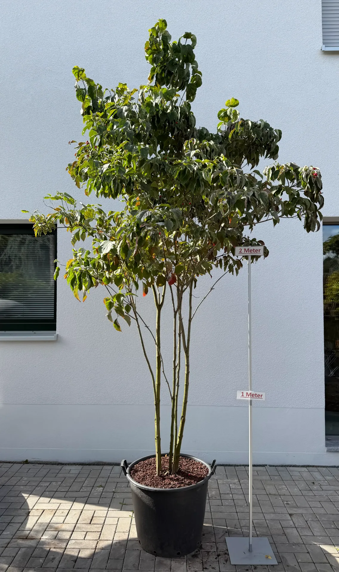 Blüten Hartriegel