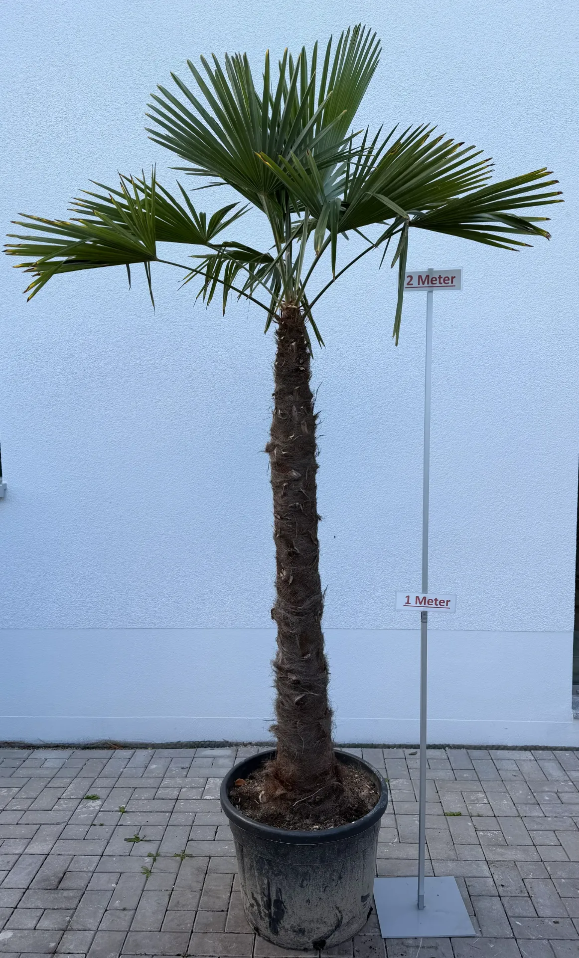 [000185] Hanfpalme, Größe 4, bis 150cm