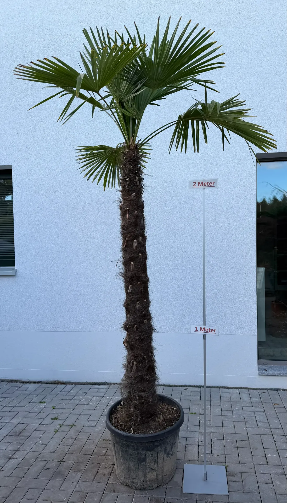 [000186] Hanfpalme, Größe 6, bis 170cm