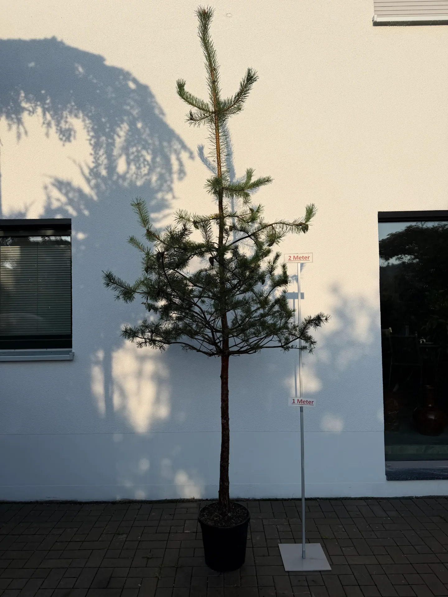 [000190] Kiefer, Halbstamm