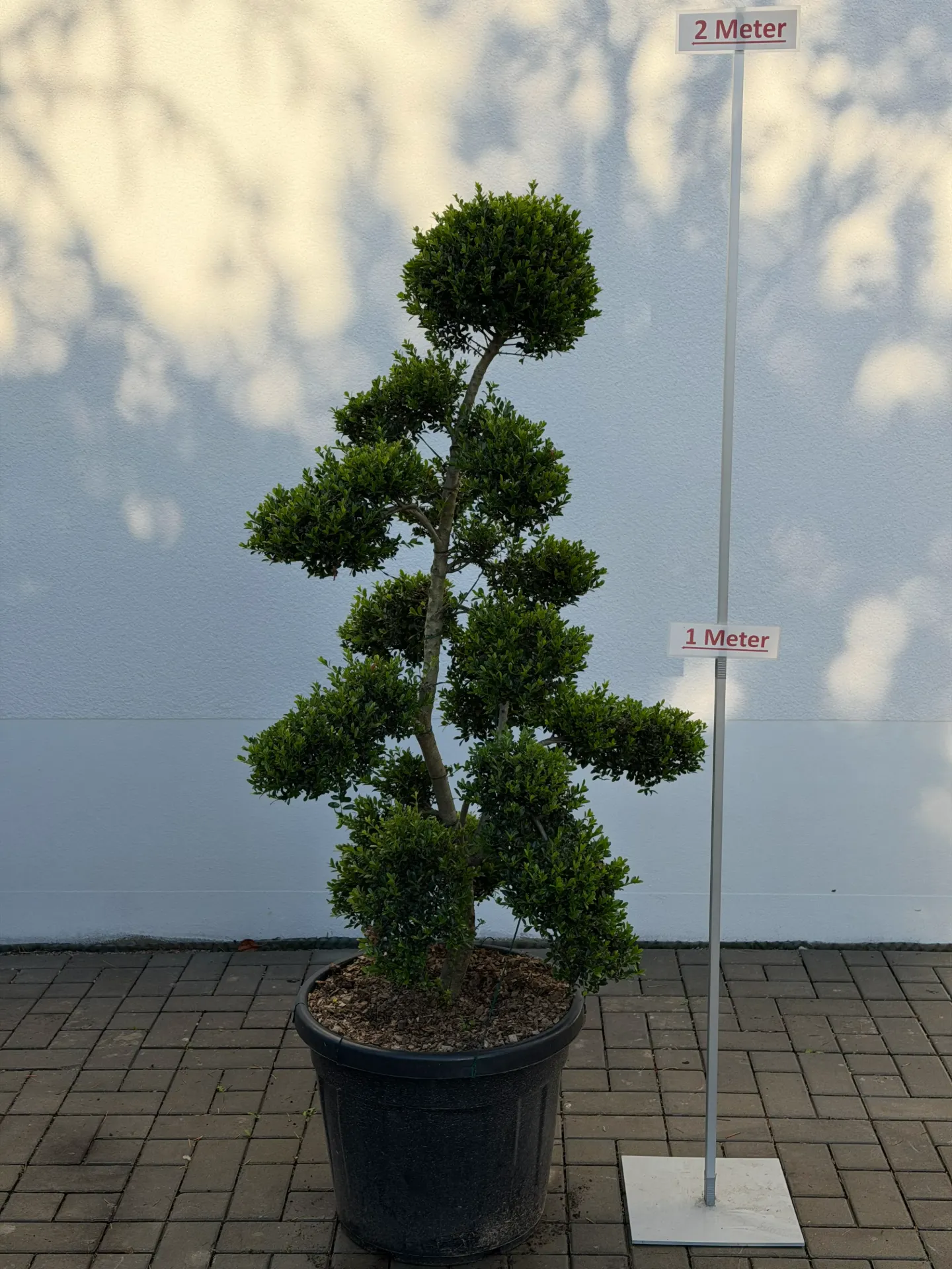 [000020] Japanische Stechpalme Bonsaischnitt