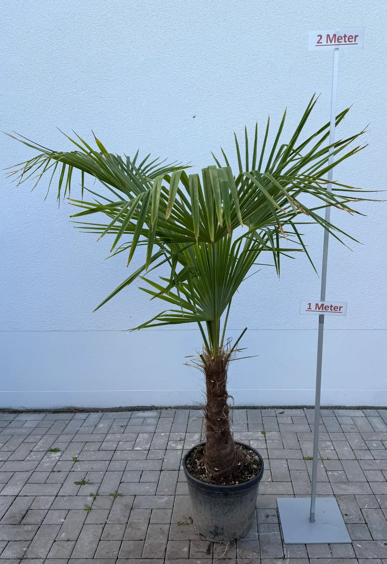 [000015] Hanfpalme, Größe 2, bis 50cm