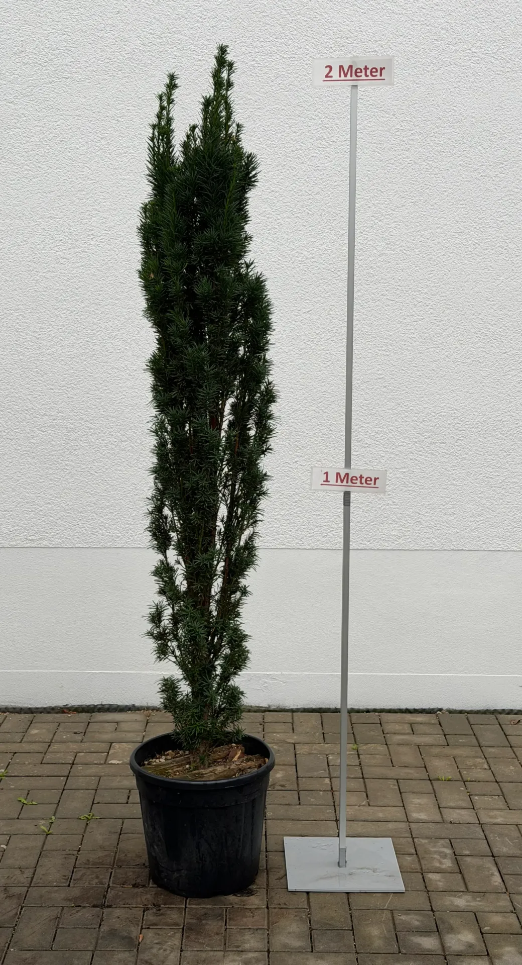  Säuleneibe, S.